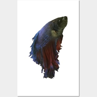 Betta fish Posters and Art